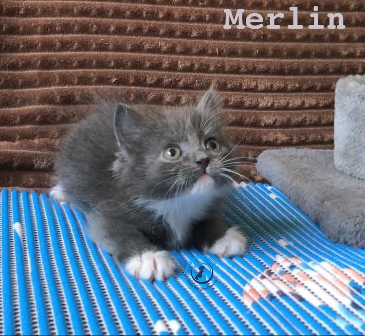 Olga/Katzen/Merlin/Merlin06 Kopie.jpg